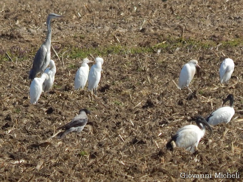 Aironi vari , Ibis